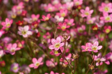 Saxifrage Arendsii melezleri - Latince adı - Saxifraga x arendsii