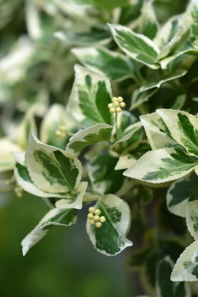 Wintercreeper Emerald Gaiety Nombre Latino Euonymus Fortunei Emerald Gaiety — Foto de Stock