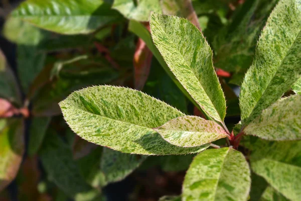 Photinia Pink Crispy Nome Latino Photinia Serratifolia Pink Crispy Photinia — Fotografia de Stock