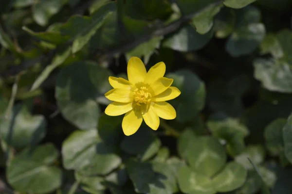 Flor Celandina Menor Nome Latino Ficaria Verna — Fotografia de Stock