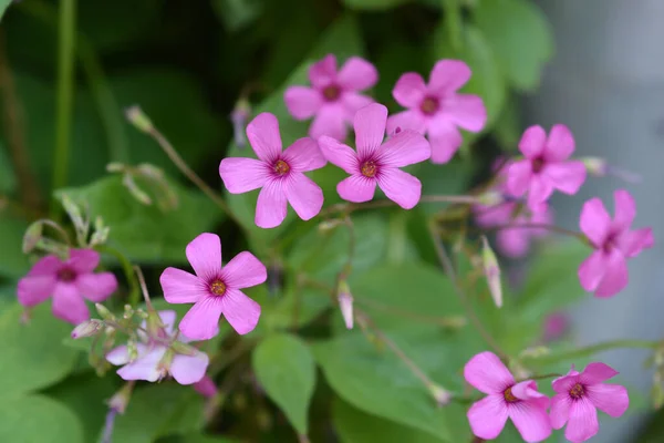 Sorrel Růžového Dřeva Latinský Název Oxalis Articulata — Stock fotografie