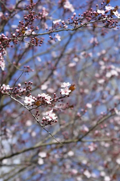 Δαμάσκηνο Λατινική Ονομασία Prunus Cerasifera Nigra — Φωτογραφία Αρχείου