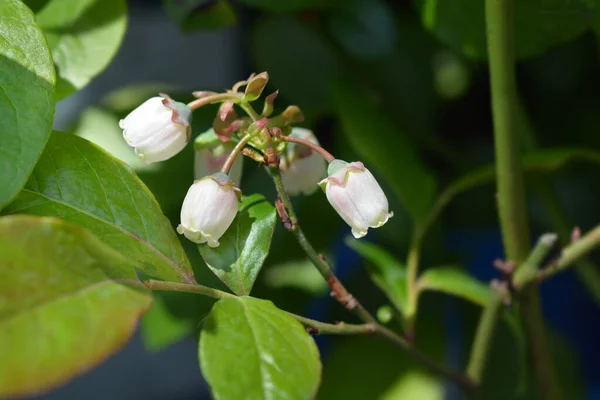 Blueberry Elizabeth Латинское Название Vaccinum Corymbosum Elizabeth — стоковое фото