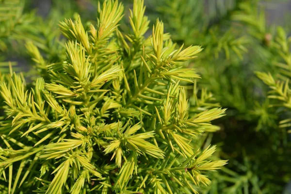 Dwarf Japanese Cedar Monstrosa Branches Latin Name Cryptomeria Japonica Monstrosa — Stock Photo, Image