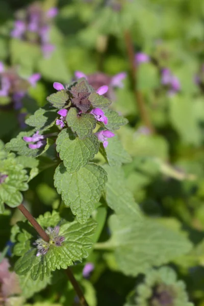 Czerwona Pokrzywa Martwa Nazwa Łacińska Lamium Purpureum — Zdjęcie stockowe