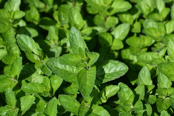 Pepparmyntblad Latinskt Namn Mentha Piperita — Stockfoto