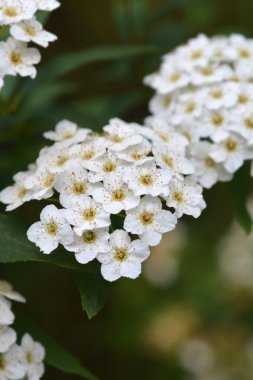 Çalı beyaz çiçekleri - Latince adı - Spiraea kantoniensis