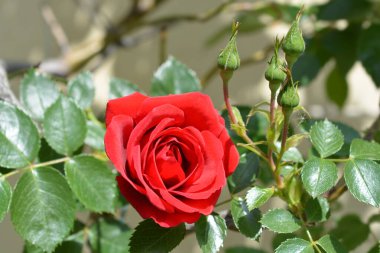 Tırmanan Kırmızı Gül Sempatisi - Latince adı - Rosa Sempatisi