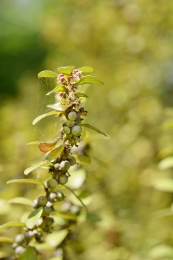 Cape Myrtle dalı - Latince adı - Myrsine africana