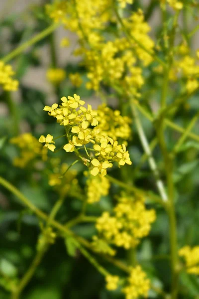 Cavolo Verrucoso Turco Nome Latino Bunias Orientalis — Foto Stock