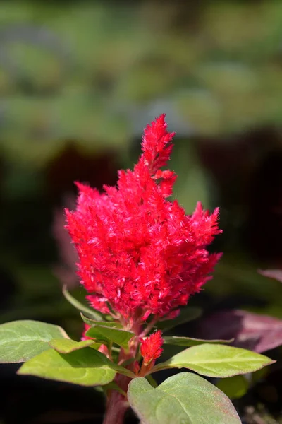 Cockscomb Red Flower Latin Name Celosia Argentea Var Plumosa — Stock Photo, Image