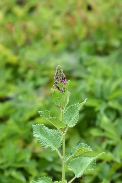 Hedge Woundwort Flower Latin Name Stachys Sylvatica — Stock Photo, Image