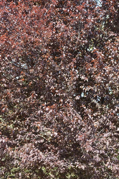 Zwarte Kers Pruim Latijnse Naam Prunus Cerasifera Nigra — Stockfoto