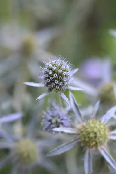 Kafkas Eryngosu Latince Adı Eryngium Caucasicum — Stok fotoğraf