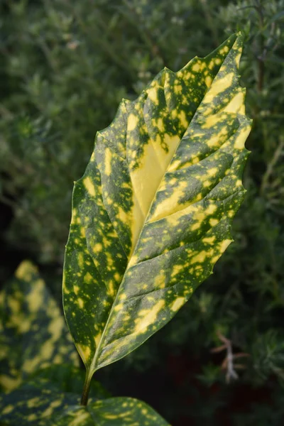 Alloro Giapponese Variegato Crotonifolia Nome Latino Aucuba Japonica Crotonifolia — Foto Stock