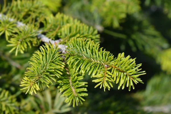 Nordmann Fenyő Latin Név Abies Nordmanniana — Stock Fotó