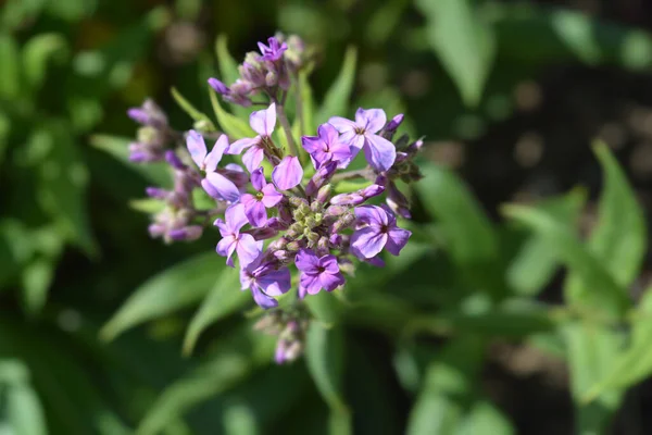 Dames Rocket Flower Latin Name Hesperis Matronalis — 스톡 사진