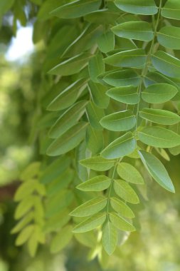 Ağlayan Japon pagoda ağacı - Latince adı - Sophora japonica pendula