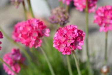 Deniz Çiçekleri - Latince adı - Armeria maritima