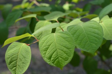 Asya düğümü - Latince adı - Fallopia japonica