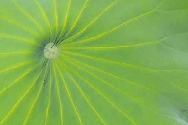 Sacred Lotus Leaf Латинское Название Nelumbo Nucifera — стоковое фото