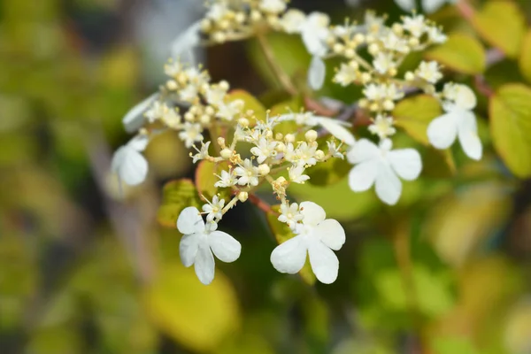 Японский Снежок Kilimanjaro Sunrise Латинское Название Viburnum Plicatum Var Tomentosum — стоковое фото