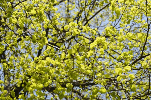 Feuilles Tilleul Argenté Nom Latin Tilia Tomentosa — Photo