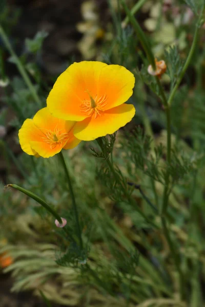 Fleur Pavot Doré Nom Latin Eschscholzia Californica — Photo