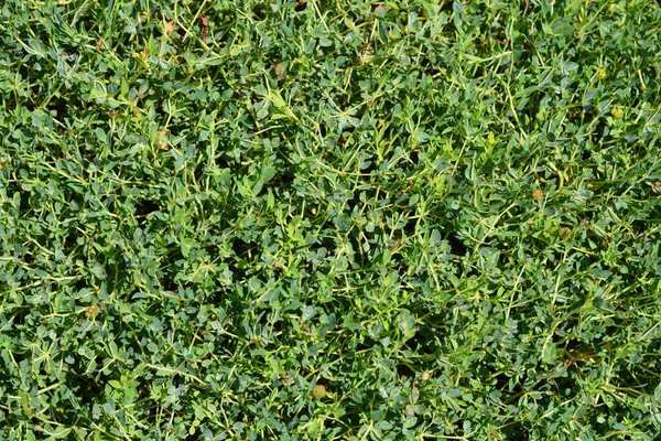 Spiny Wolfsmelk Latijnse Naam Euphorbia Spinosa — Stockfoto