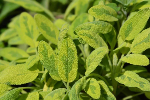 Common Sage Icterina Latin Name Salvia Officinalis Icterina — Stock Photo, Image