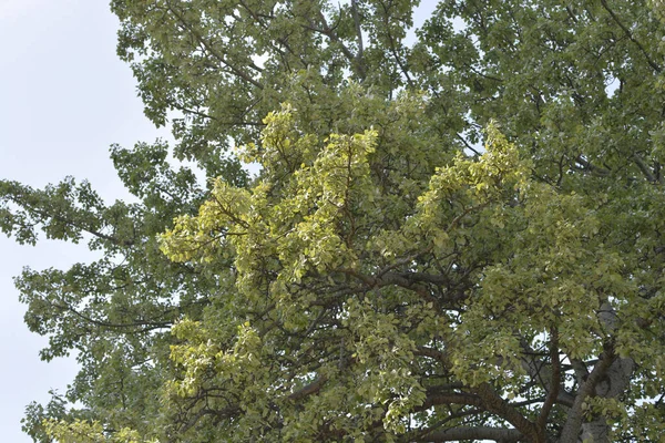 Árvore Álamo Branco Nome Latino Populus Alba — Fotografia de Stock