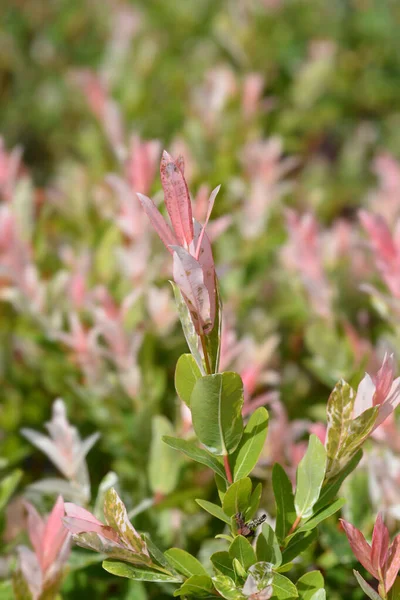 Trpasličí Flamingo Willow Hakuro Nishiki Latinský Název Salix Integra Hakuro — Stock fotografie