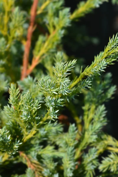 Flaky Juniper Blue Swede 라틴어 Juniperus Squamata Blue Swede — 스톡 사진