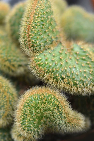 Rat Tail Cactus Латинська Назва Cleistocactus Winteri Forma Cristata Hildewintera — стокове фото