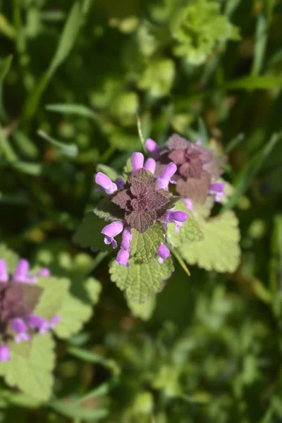 Czerwona Pokrzywa Martwa Nazwa Łacińska Lamium Purpureum — Zdjęcie stockowe