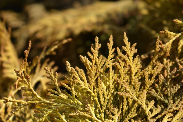 Geel Lint Arborvitae Latijnse Naam Thuja Occidentalis Geel Lint — Stockfoto