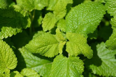 Limon yaprağı - Latince adı - Melissa officinalis