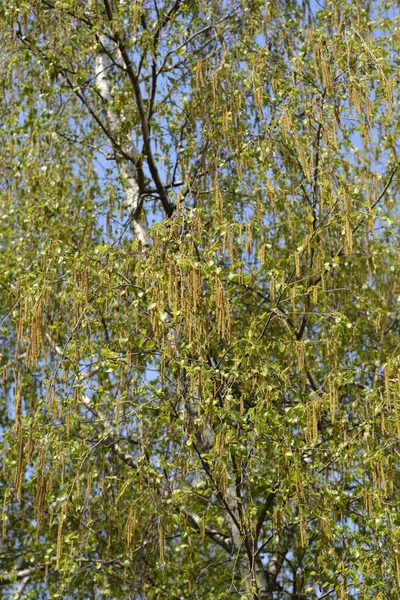 Běžná Bříza Latinské Jméno Betula Pendula — Stock fotografie