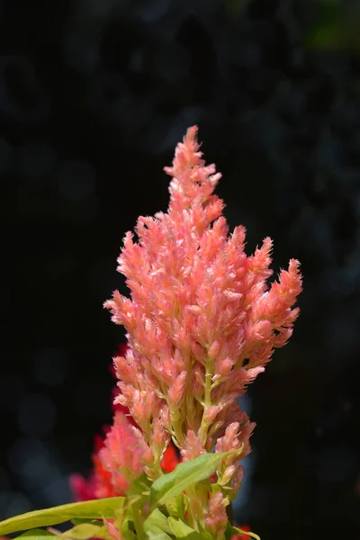 Cockscomb Pink Flower Latin Name Celosia Argentea Var Plumosa — Stock Photo, Image