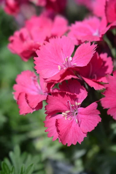 Rosa Cheddar Nombre Latino Dianthus Gratianopolitanus —  Fotos de Stock