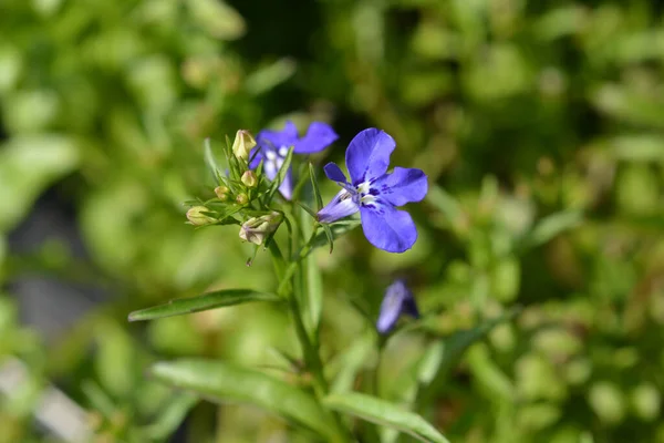 Garden Lobelia Flowers Latin Name Lobelia Erinus — Stock Photo, Image