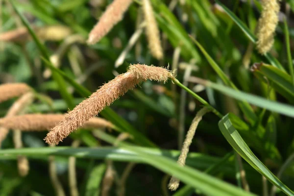 Cobertura Hierba Japonesa Nombre Latino Carex Morrowii —  Fotos de Stock