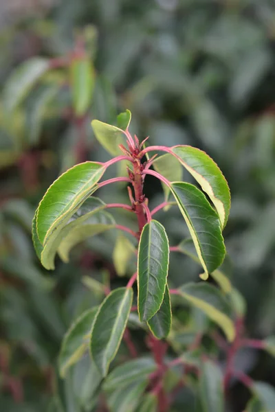 Portugalskie Liście Laurowe Nazwa Łacińska Prunus Lusitanica Angustifolia — Zdjęcie stockowe