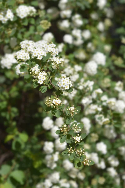 Van Houttes Spiraea Латинское Название Spiraea Vanhouttei — стоковое фото