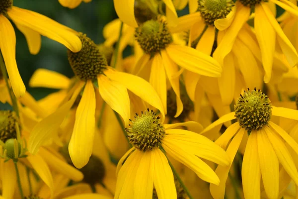 Goldsturm Conefpers 라틴어 Rudbeckia Fulgida Var Sullivantii Goldsturm — 스톡 사진