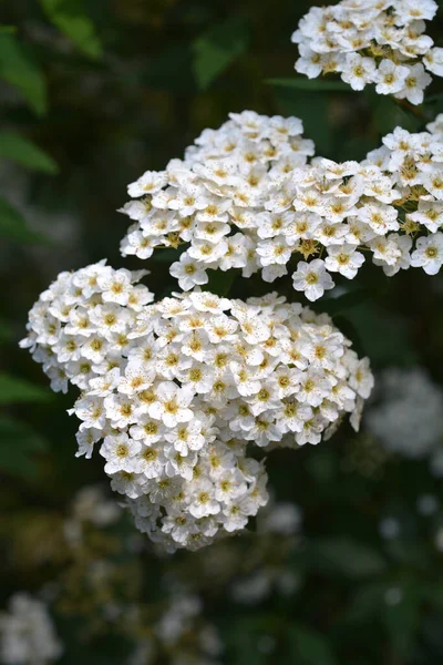 Майские Белые Цветы Буша Латинское Название Spiraea Cantoniensis — стоковое фото