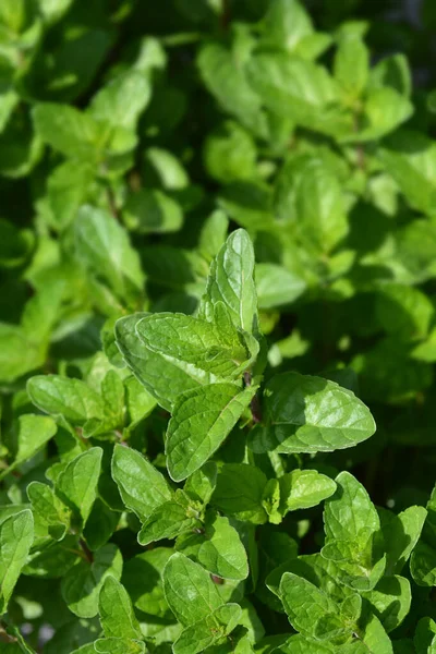 Foglie Menta Piperita Nome Latino Mentha Piperita — Foto Stock