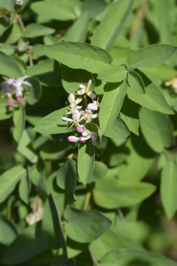 Siyah meyveli hanımeli - Latince adı - Lonicera zencisi
