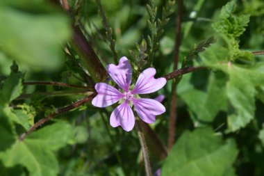 Yaygın mallow - Latince adı - Malva sylvestris