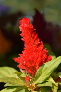 Horozibiği kırmızı çiçeği - Latince adı - Celosia argentea var. plumosa